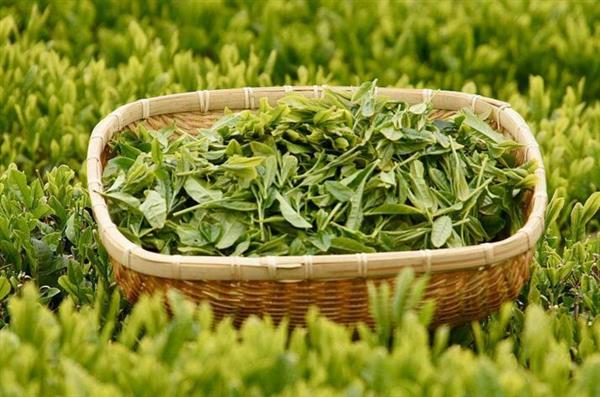 想做評(píng)茶師？那你應(yīng)該來石家莊聞達(dá)職業(yè)技能培訓(xùn)學(xué)校學(xué)學(xué)了